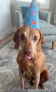 Merritt the Super Dog