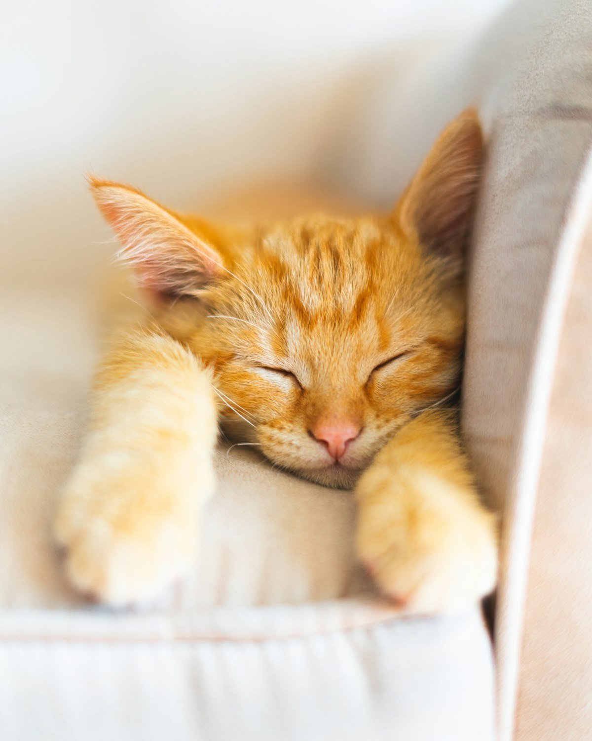 pet cremation cost varies by type — private cremation ensures ashes are returned to you