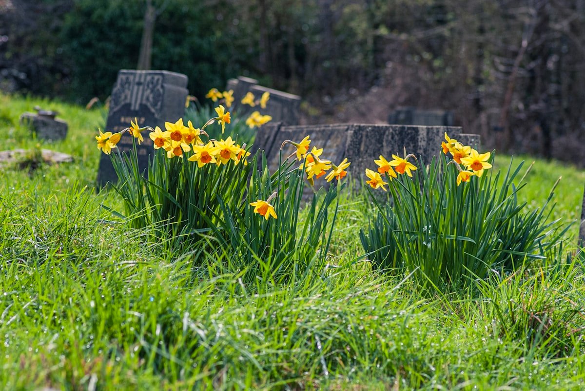 pet cremation cost is influenced by location, pet size, and provider type