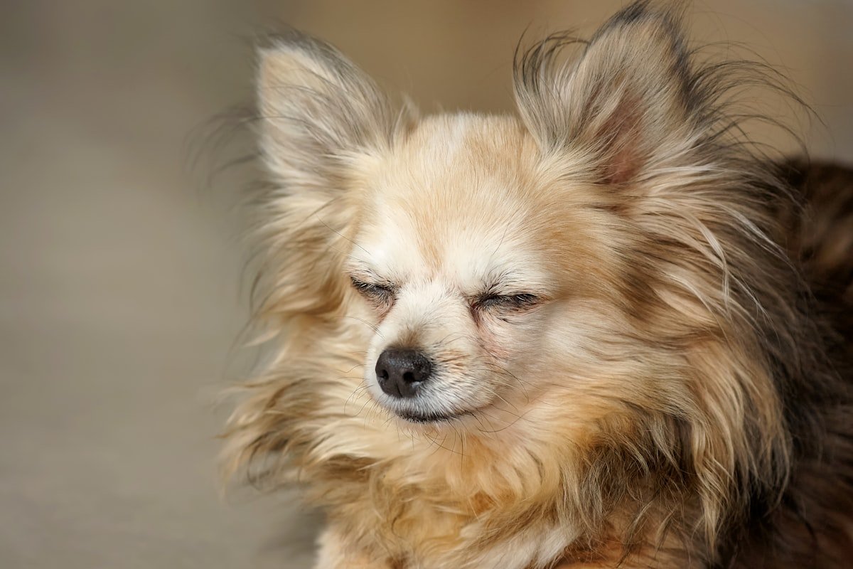 pet cremation cost guide — knowing your options helps you choose the right service for your dog